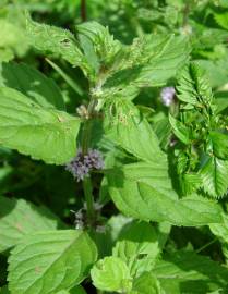 Fotografia da espécie Mentha arvensis