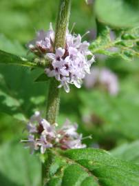 Fotografia da espécie Mentha arvensis