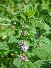 Fotografia da espécie Mentha arvensis