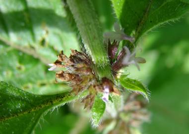 Fotografia da espécie Mentha arvensis