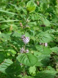 Fotografia da espécie Mentha arvensis