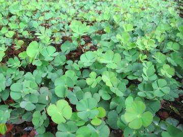 Fotografia da espécie Marsilea quadrifolia