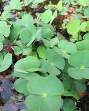 Fotografia da espécie Marsilea quadrifolia