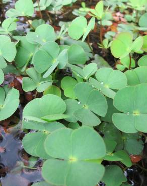 Fotografia 1 da espécie Marsilea quadrifolia no Jardim Botânico UTAD