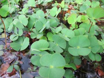 Fotografia da espécie Marsilea quadrifolia