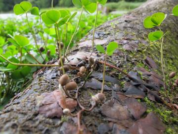 Fotografia da espécie Marsilea quadrifolia