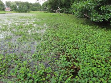 Fotografia da espécie Marsilea quadrifolia