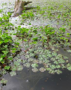 Fotografia 15 da espécie Marsilea quadrifolia no Jardim Botânico UTAD