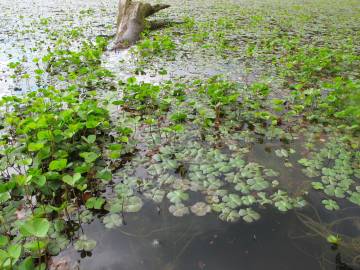 Fotografia da espécie Marsilea quadrifolia