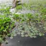 Fotografia 15 da espécie Marsilea quadrifolia do Jardim Botânico UTAD