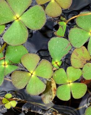 Fotografia 16 da espécie Marsilea quadrifolia no Jardim Botânico UTAD