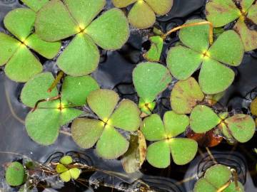 Fotografia da espécie Marsilea quadrifolia