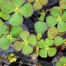 Fotografia 16 da espécie Marsilea quadrifolia do Jardim Botânico UTAD