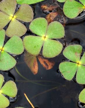 Fotografia 17 da espécie Marsilea quadrifolia no Jardim Botânico UTAD