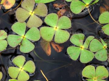 Fotografia da espécie Marsilea quadrifolia