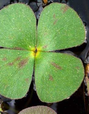 Fotografia 18 da espécie Marsilea quadrifolia no Jardim Botânico UTAD