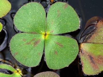 Fotografia da espécie Marsilea quadrifolia