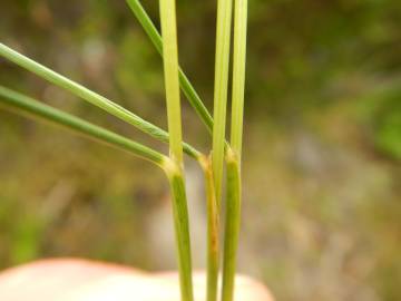 Fotografia da espécie Nardus stricta