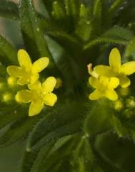 Neatostema apulum