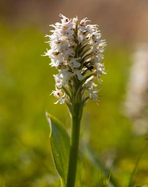 Fotografia 9 da espécie Neotinea maculata no Jardim Botânico UTAD