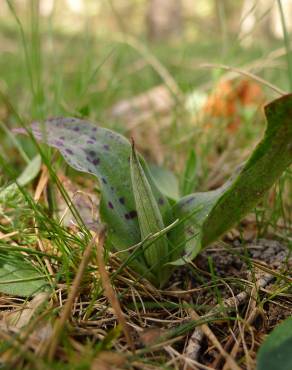 Fotografia 10 da espécie Neotinea maculata no Jardim Botânico UTAD