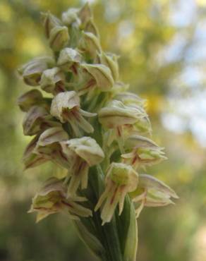 Fotografia 11 da espécie Neotinea maculata no Jardim Botânico UTAD
