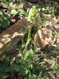 Fotografia da espécie Neotinea maculata