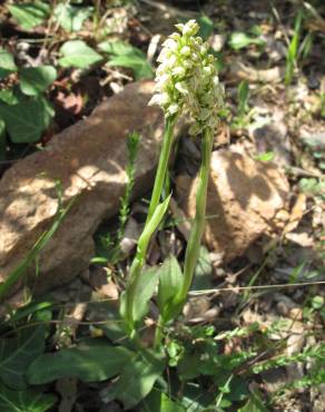 Fotografia 13 da espécie Neotinea maculata no Jardim Botânico UTAD