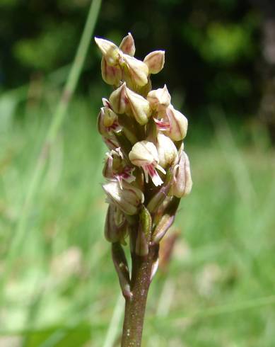 Fotografia de capa Neotinea maculata - do Jardim Botânico