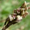 Fotografia 16 da espécie Neotinea maculata do Jardim Botânico UTAD