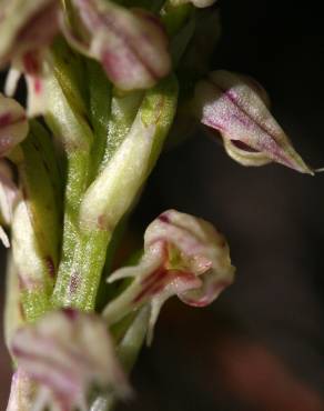 Fotografia 20 da espécie Neotinea maculata no Jardim Botânico UTAD