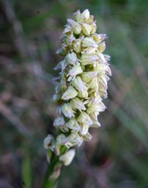 Fotografia 28 da espécie Neotinea maculata no Jardim Botânico UTAD