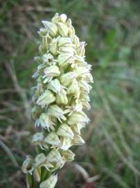 Fotografia da espécie Neotinea maculata