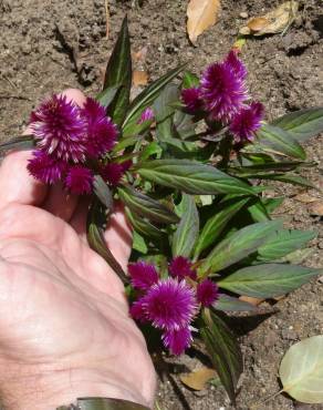 Fotografia 13 da espécie Celosia argentea no Jardim Botânico UTAD