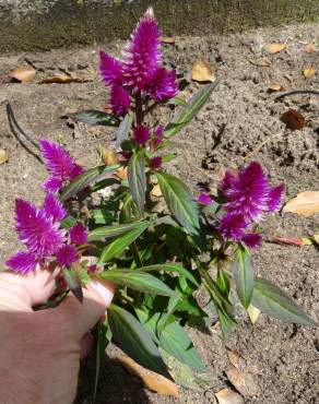 Fotografia 15 da espécie Celosia argentea no Jardim Botânico UTAD