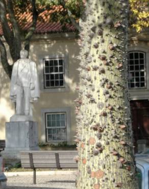 Fotografia 8 da espécie Ceiba insignis no Jardim Botânico UTAD