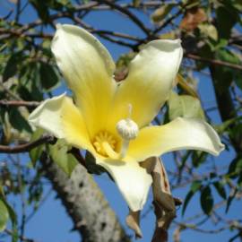 Fotografia da espécie Ceiba insignis