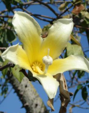 Fotografia 9 da espécie Ceiba insignis no Jardim Botânico UTAD