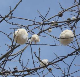 Fotografia da espécie Ceiba insignis