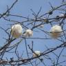 Fotografia 10 da espécie Ceiba insignis do Jardim Botânico UTAD