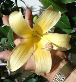 Fotografia da espécie Ceiba insignis