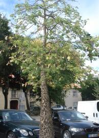 Fotografia da espécie Ceiba insignis