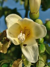 Fotografia da espécie Ceiba insignis