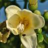 Fotografia 13 da espécie Ceiba insignis do Jardim Botânico UTAD