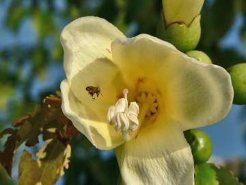 Fotografia da espécie Ceiba insignis