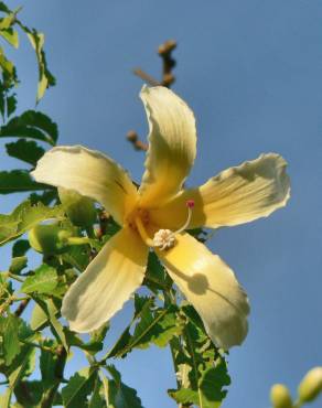 Fotografia 15 da espécie Ceiba insignis no Jardim Botânico UTAD