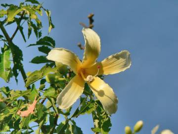 Fotografia da espécie Ceiba insignis