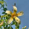 Fotografia 15 da espécie Ceiba insignis do Jardim Botânico UTAD