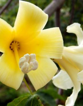 Fotografia 16 da espécie Ceiba insignis no Jardim Botânico UTAD