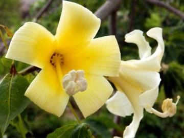 Fotografia da espécie Ceiba insignis